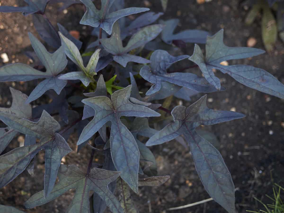 sweet potato vine has long, interesting foliage that trails from hanging baskets