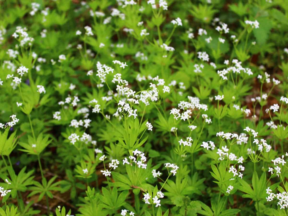 sweet woodruff is a perennial ground cover plant