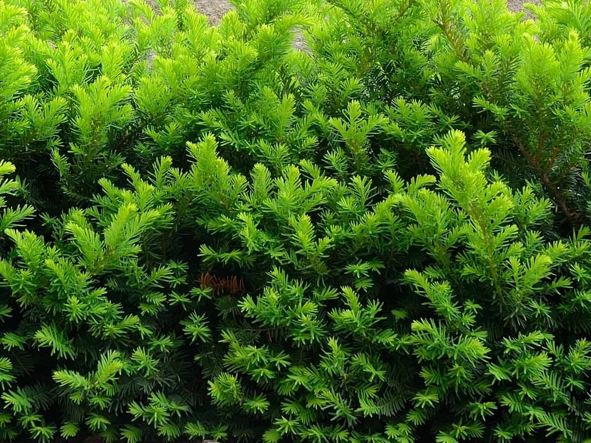 the Taunton yew is a compact shrub making ideal for small spaces