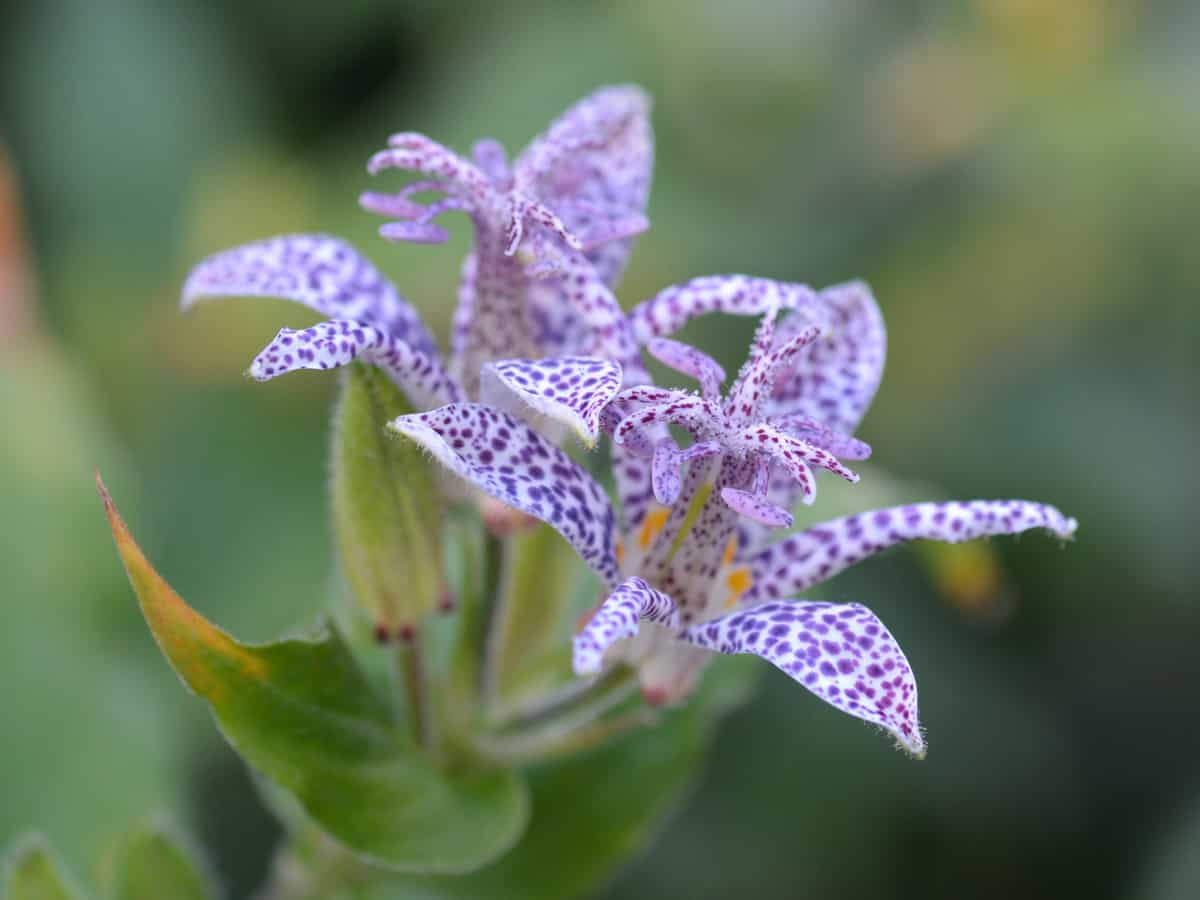 toad lily is one of the more eyecatching perennials for shade