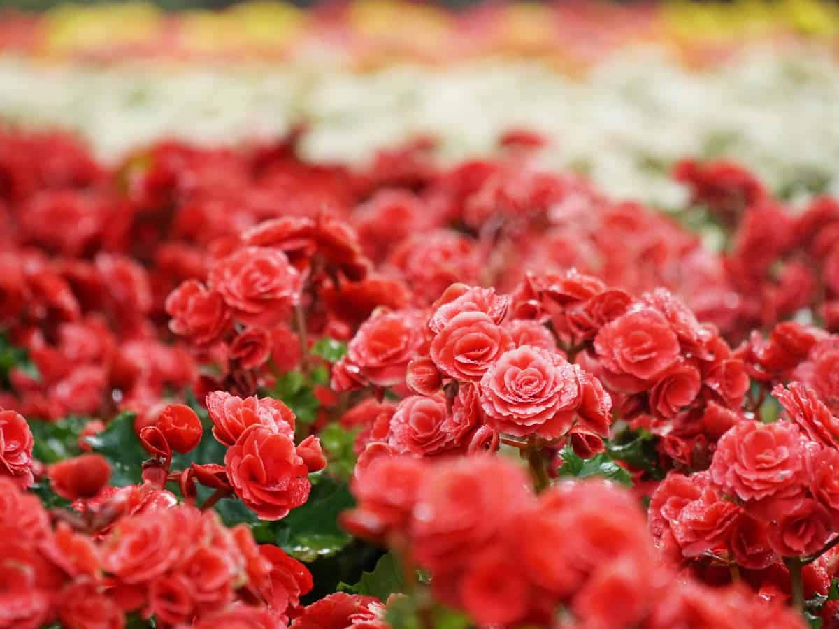 tuberous begonias are colorful flowers that are the best plants for hanging baskets