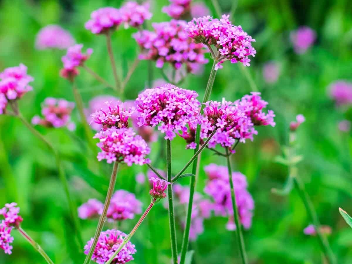 vervain is also known as Tears of Isis or verbena