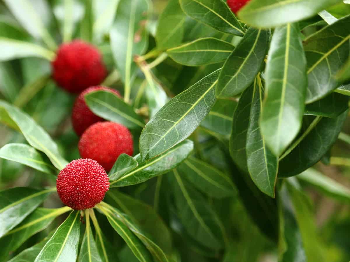 wax myrtle is a privacy shrub that provides berries for the birds