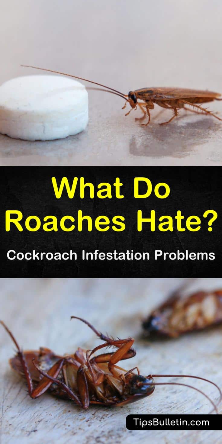 Learn the answer to the question “What do roaches hate?” with our guide. We show you how to get rid of roach infestations in kitchen areas of the home. You’ll learn how to make non-lethal repellents and how to kill roaches and keep them away with our roach killers. #cockroach #roaches #pestcontrol