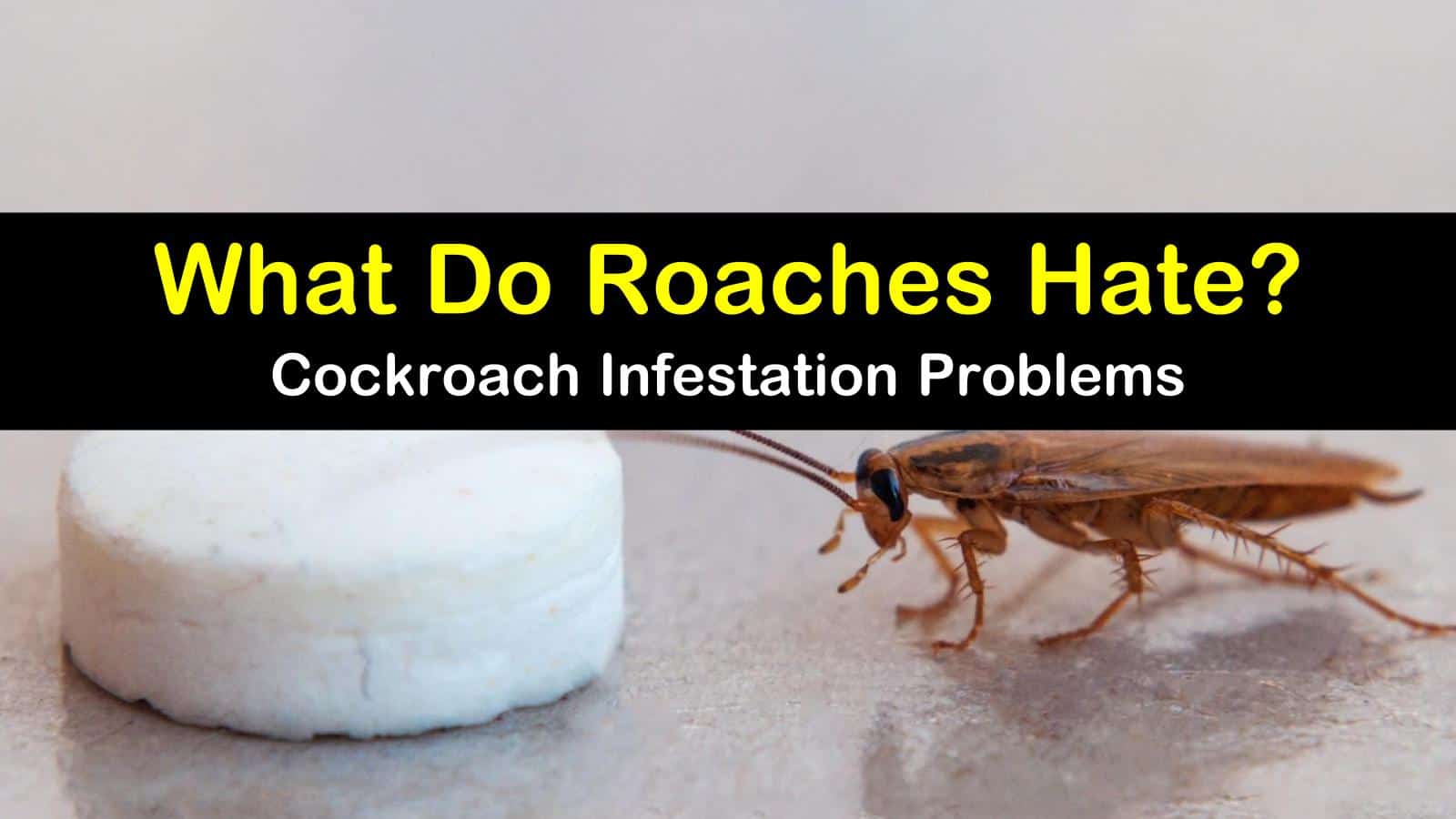 what do roaches hate titleimg1