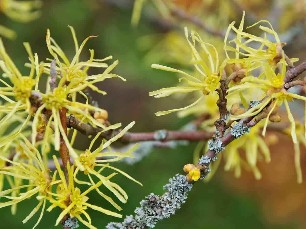 witch hazel thrives in dark corners