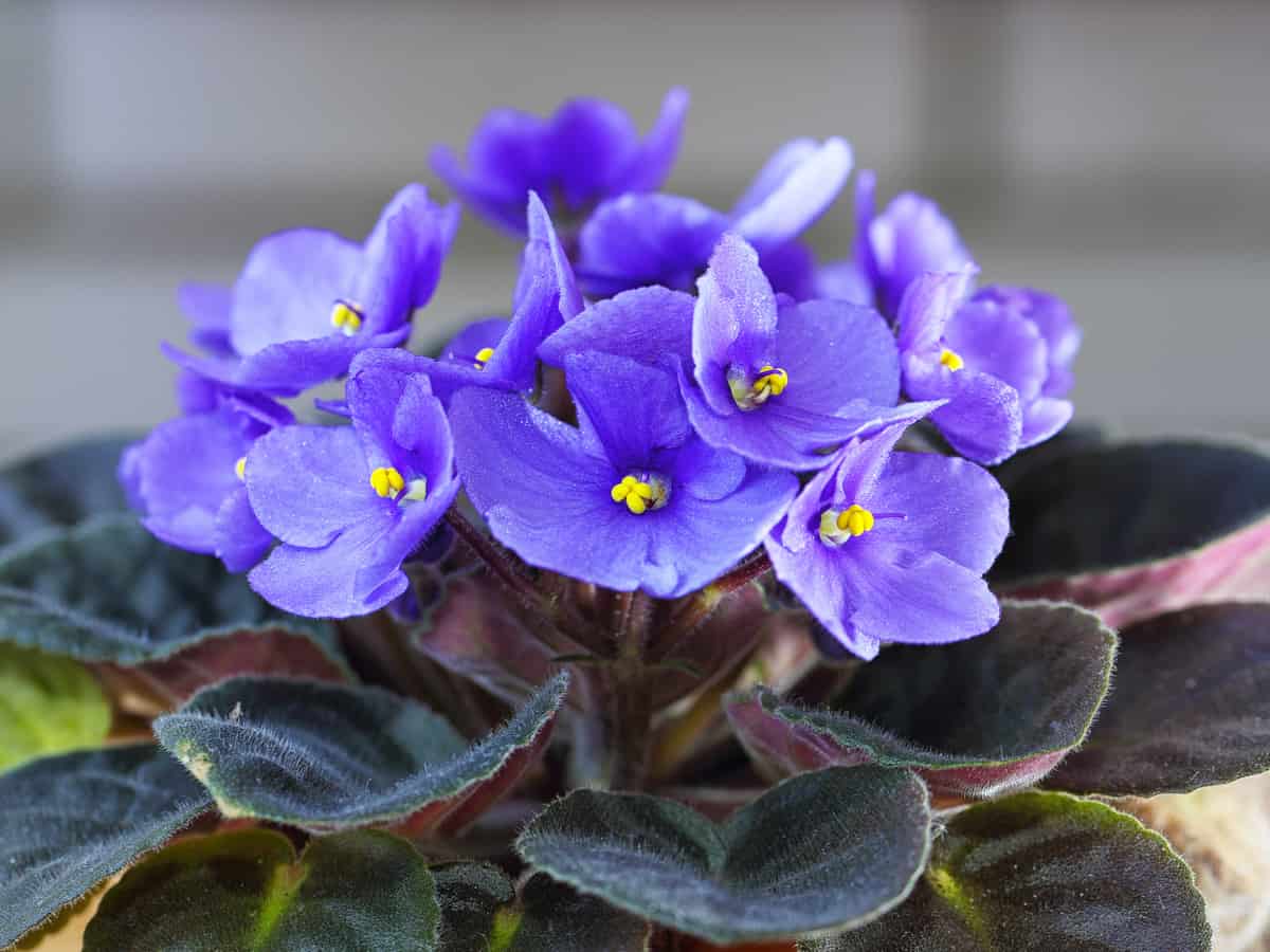 the African violet is a popular houseplant that is easy-care