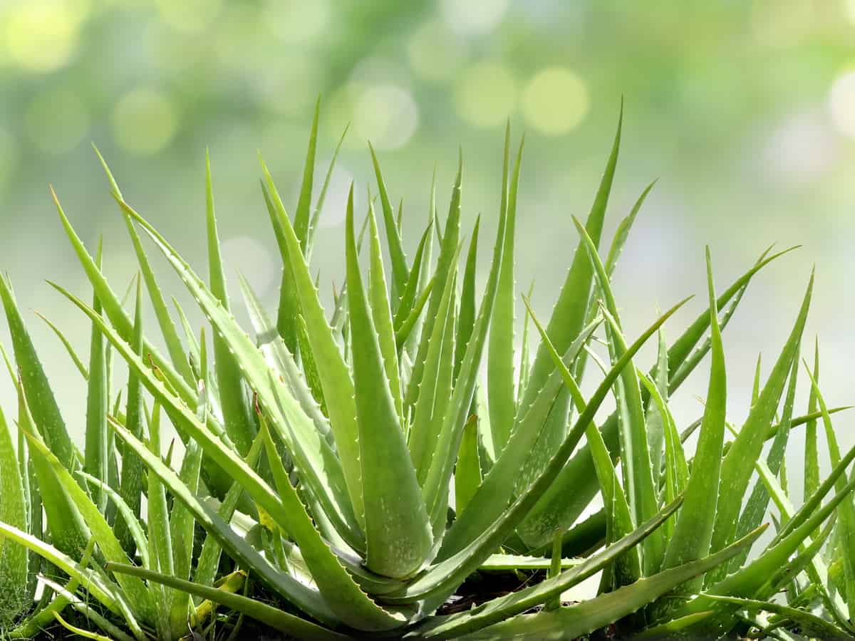 for an easy plant to grow, you need an aloe vera