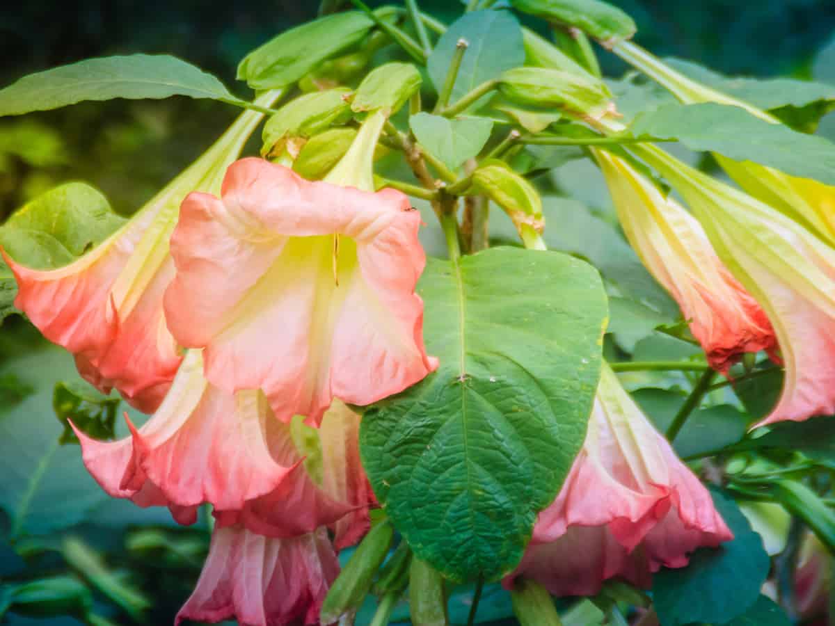 angel's trumpet has gorgeous flowers