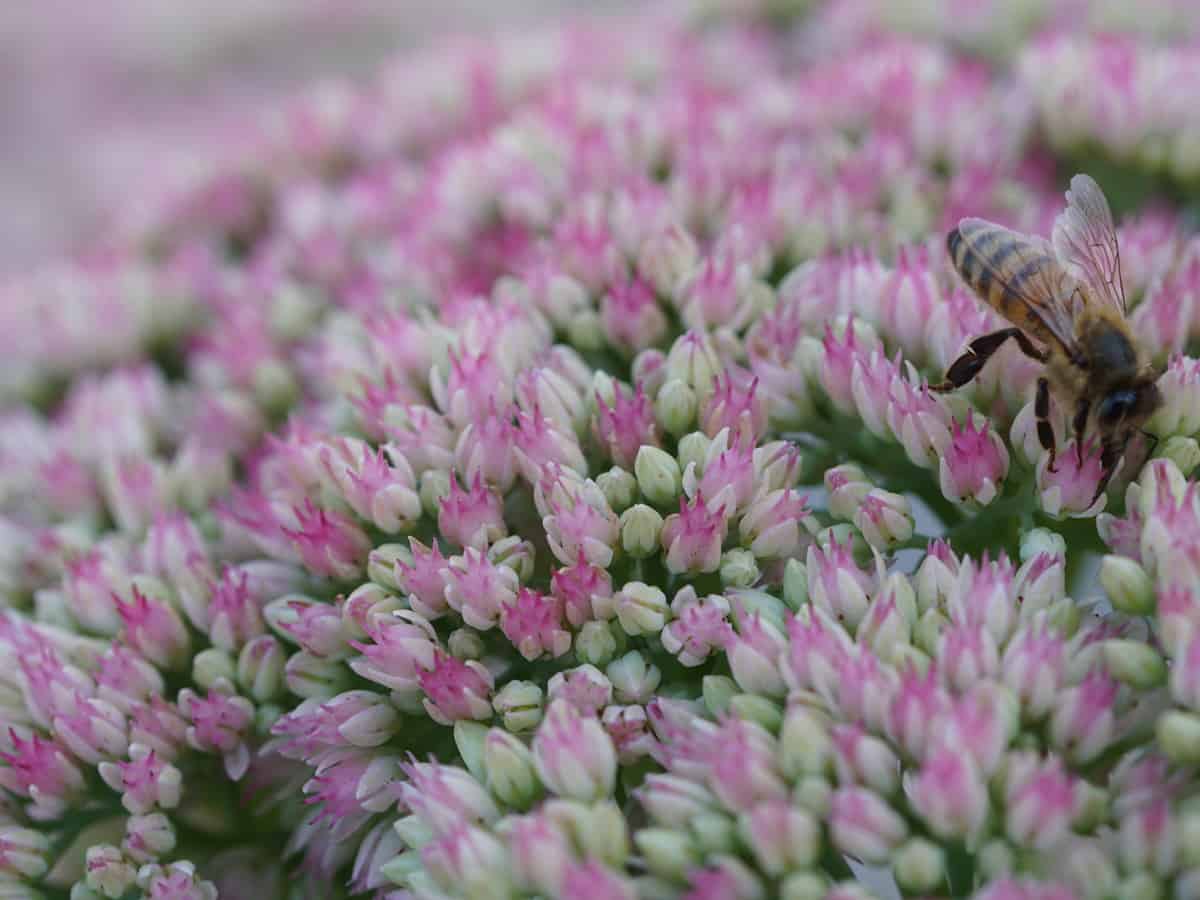 autumn joy sedum is beautiful and edible