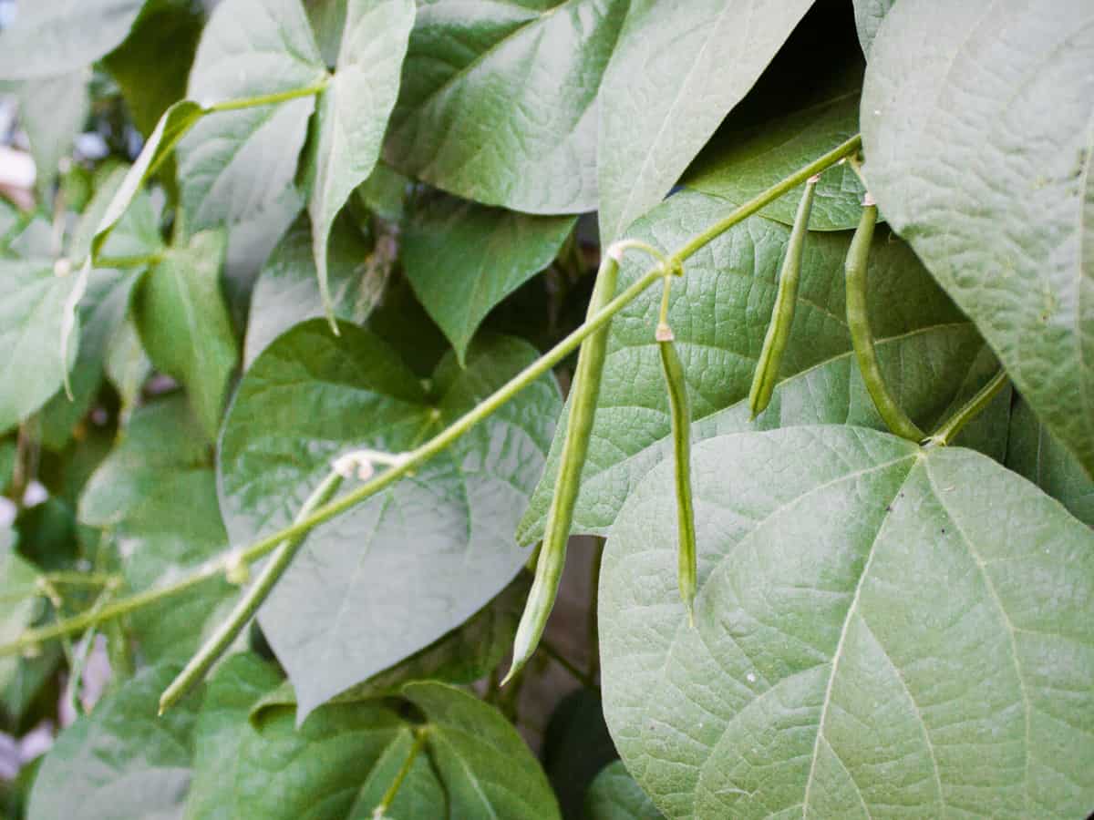 bean plants produce prolific amounts of edible veggies