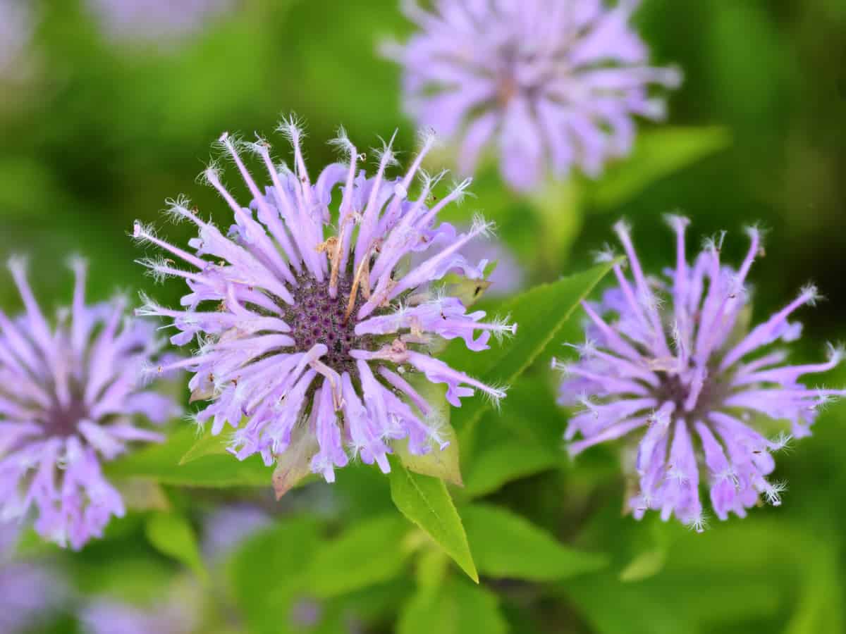 bee balm attracts beneficial pollinators