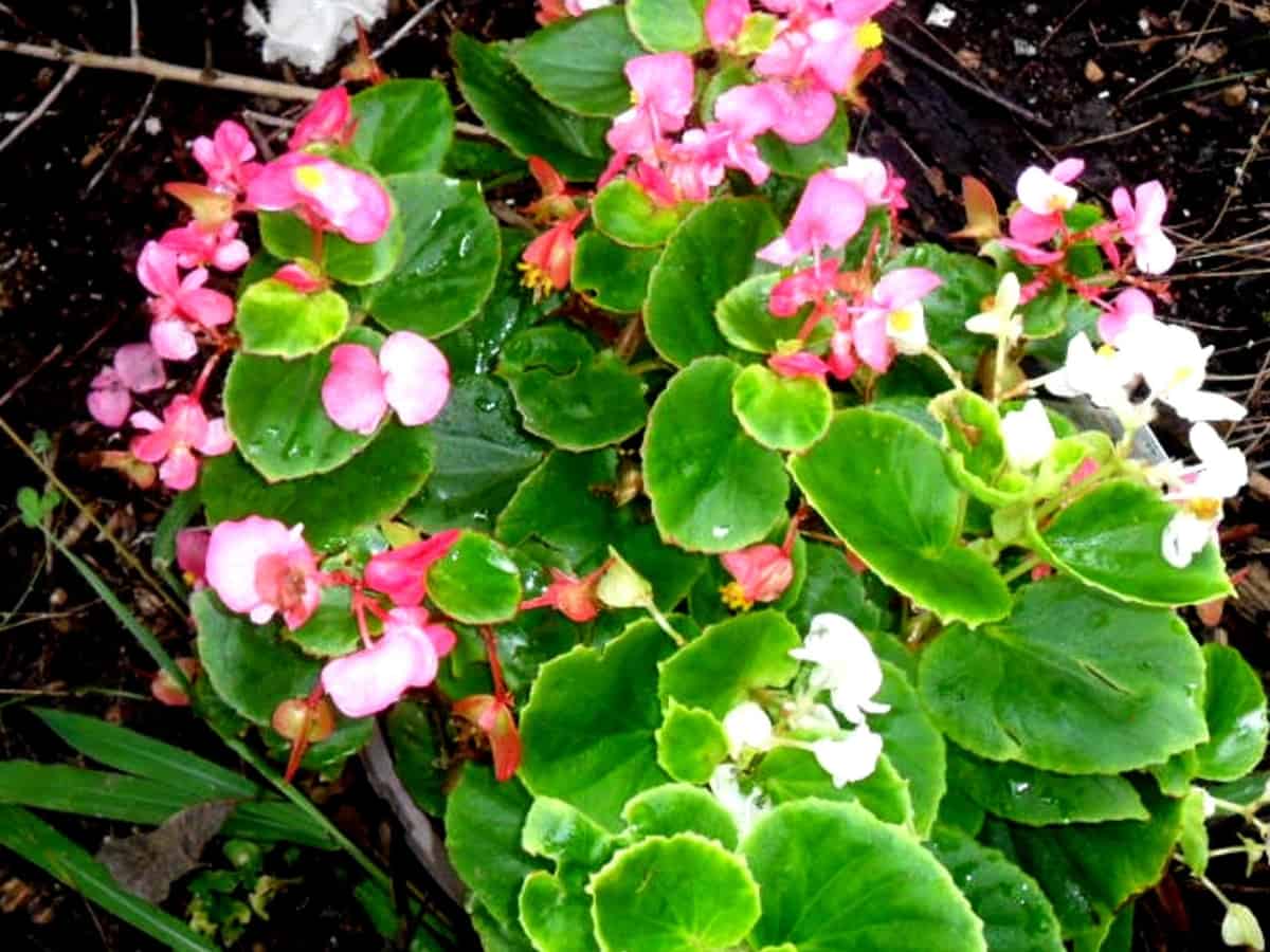 begonias come in many different varieties