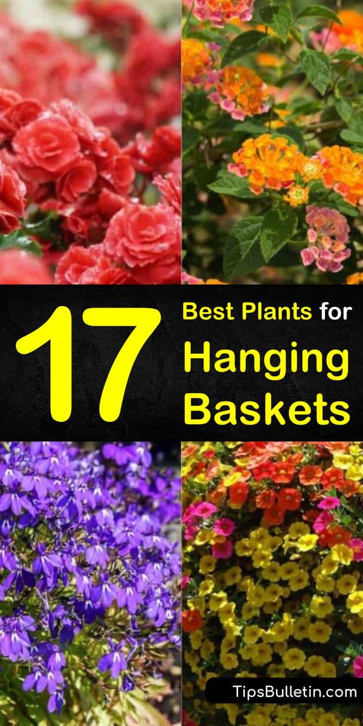 Flower gardening isn’t just about flower beds and xeriscaping. Use hanging baskets to create a beautiful space on your backyard patio or to decorate your front porches. Learn how to create pots full of shade loving perennials to create the perfect summer space. #plants #hangingbaskets #hangingplants