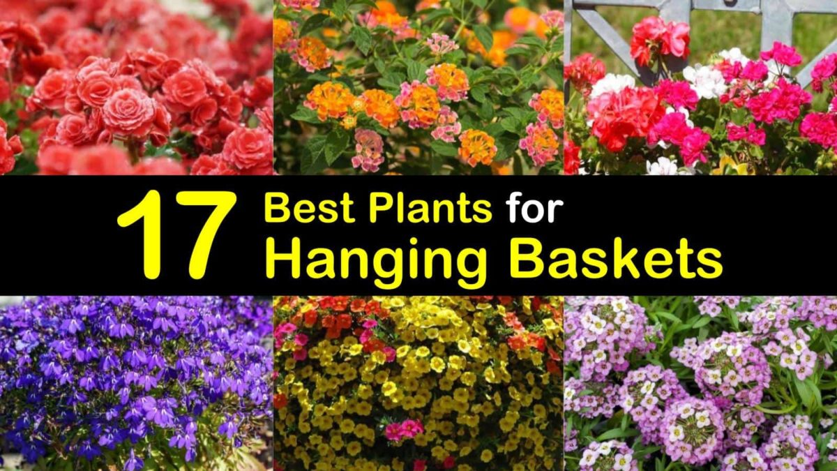 20 Best Plants for Hanging Baskets