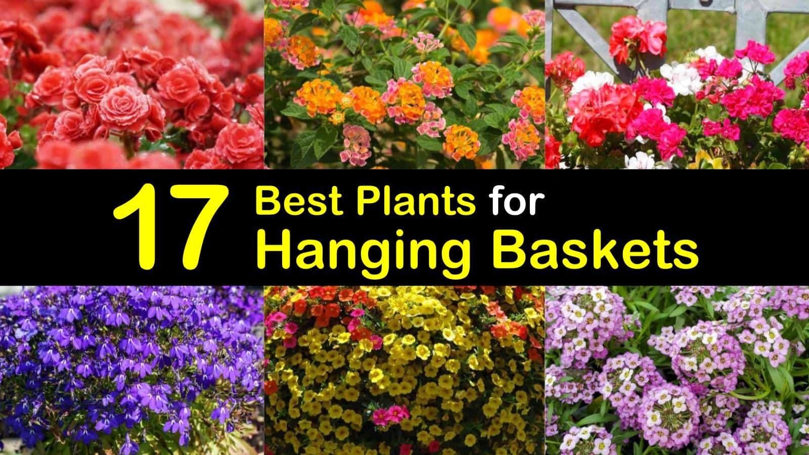 17 Best  Plants  for Hanging  Baskets 