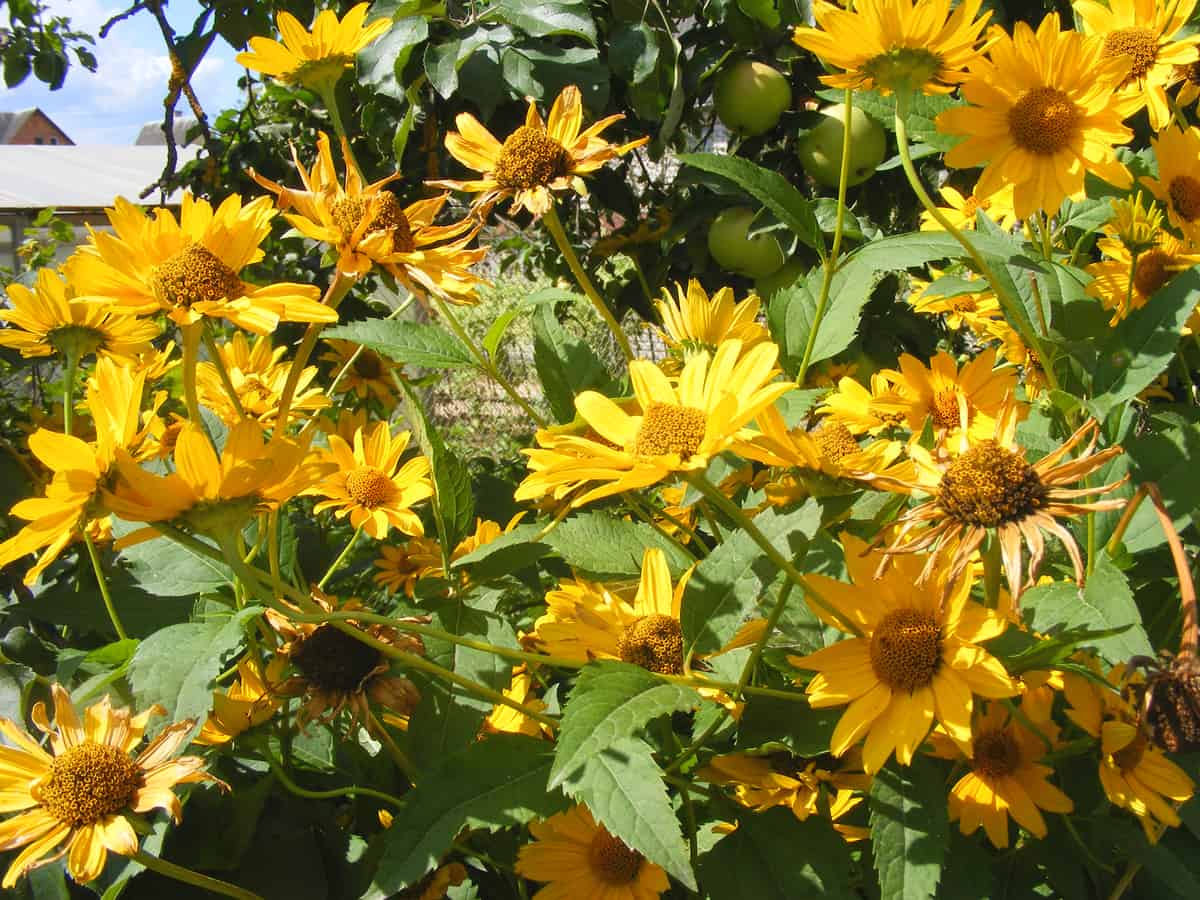 black-eyed Susan loves the heat