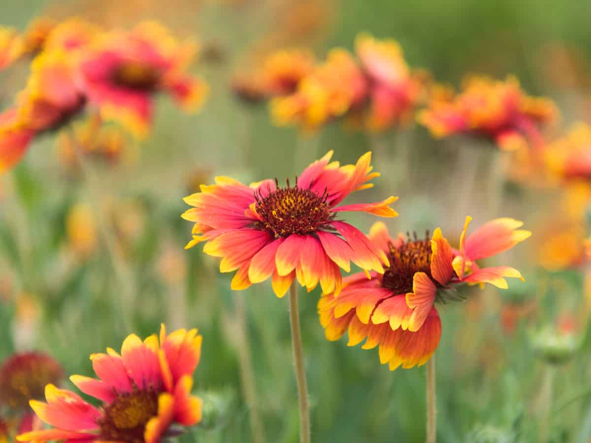 blanket flower is drought tolerant