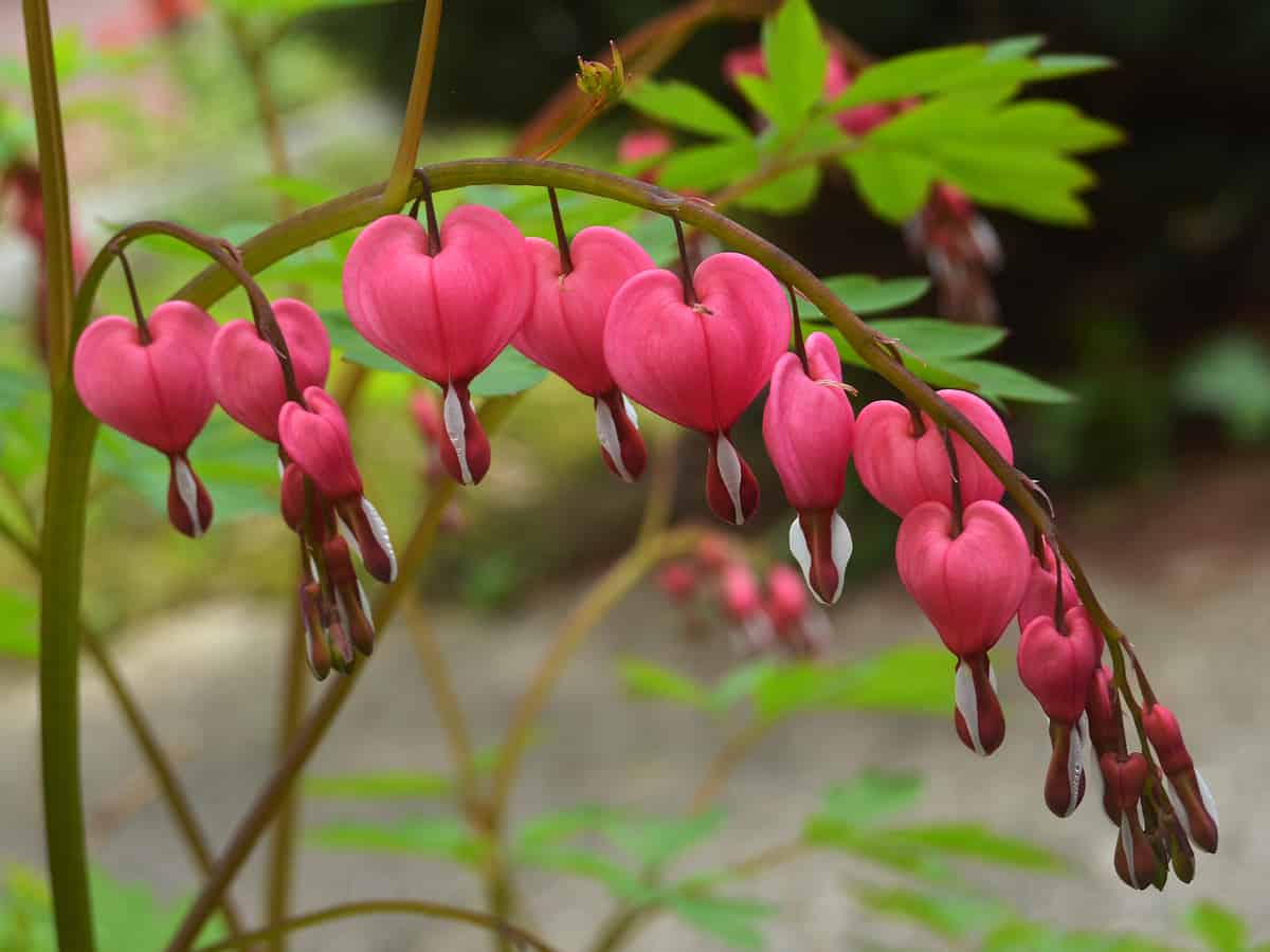 for a spectacular perennial, grow some bleeding heart