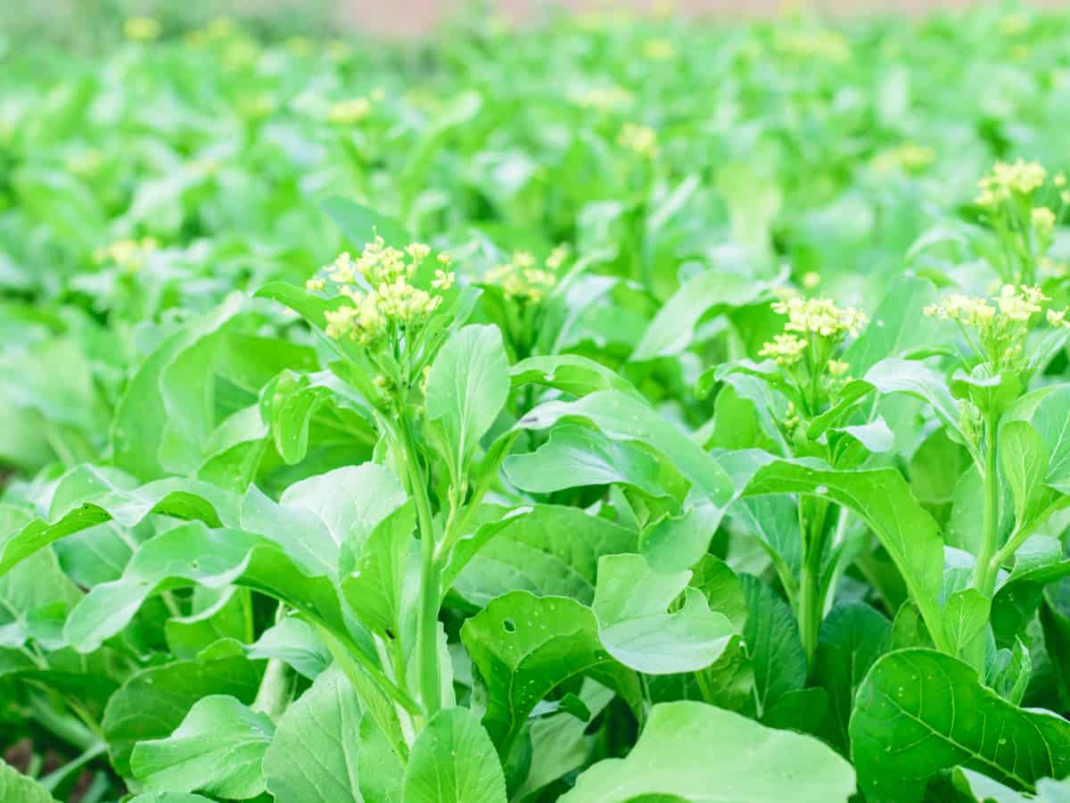 grow bok choy - its a fastest growing vegetable plant