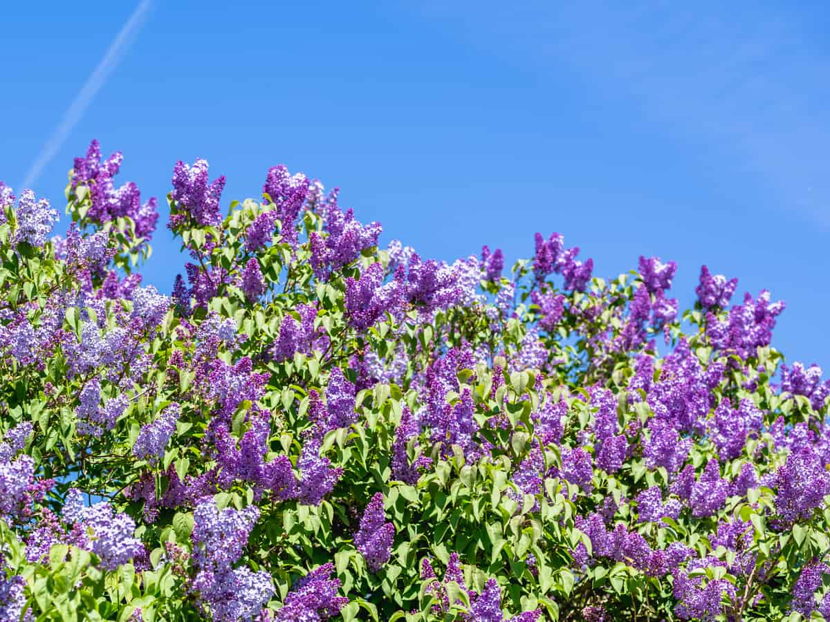 the boomerang lilac is disease-resistant