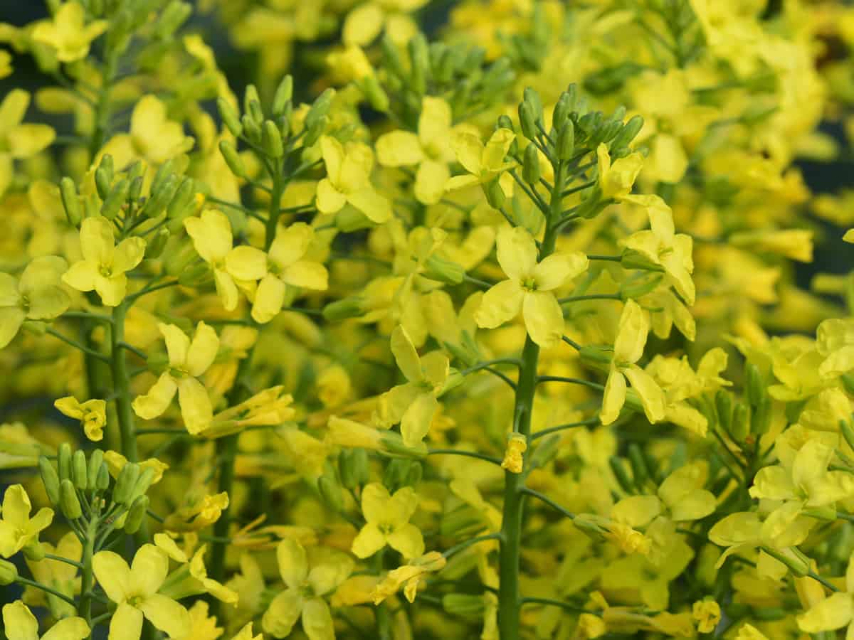 broccoli is a fast growing vegetable