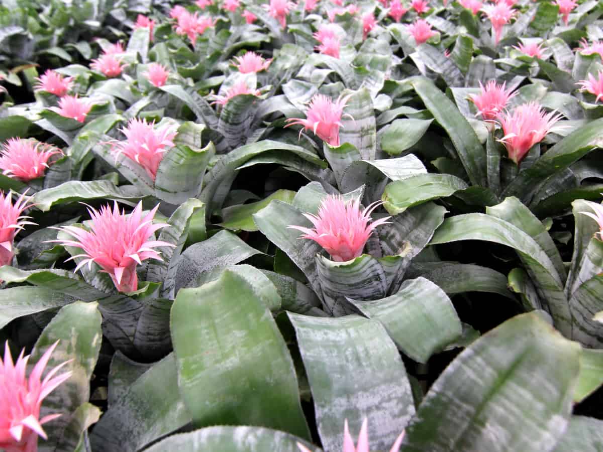 bromeliads have both showy leaves and flowers