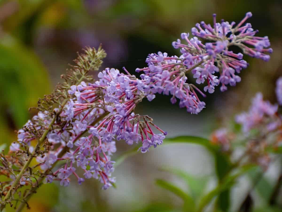 the butterfly bush attracts many beneficial pollinators