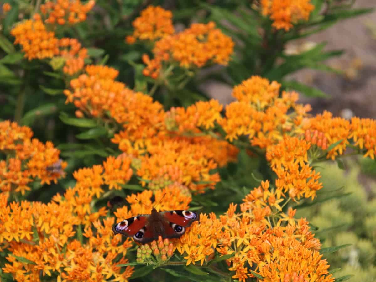 plant butterfly weed to attract pollinators