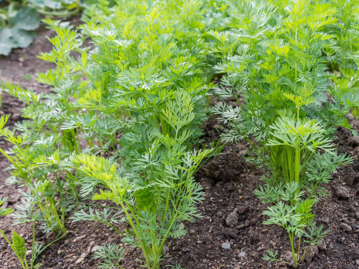 harvest some carrot varieties in as little as six weeks