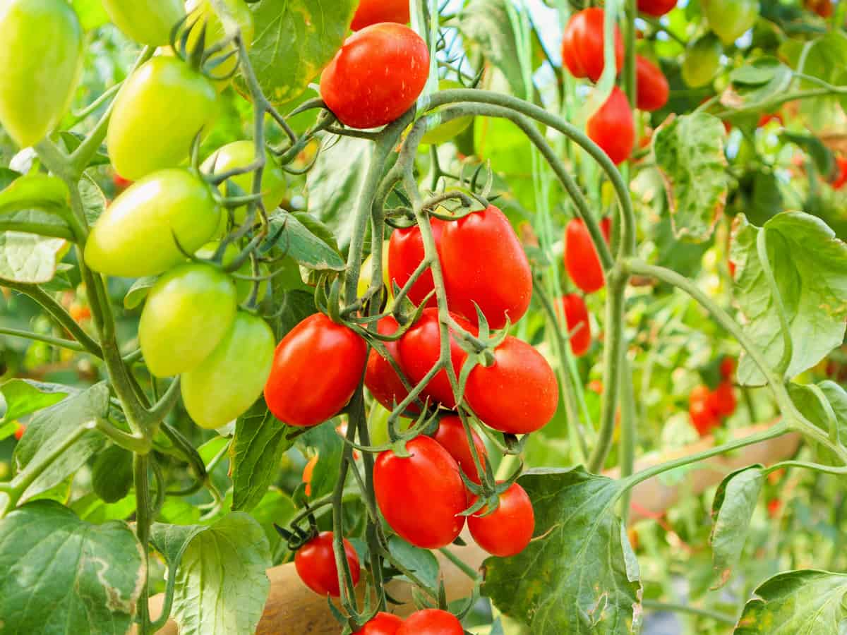 it's hard to kill cherry tomatoes