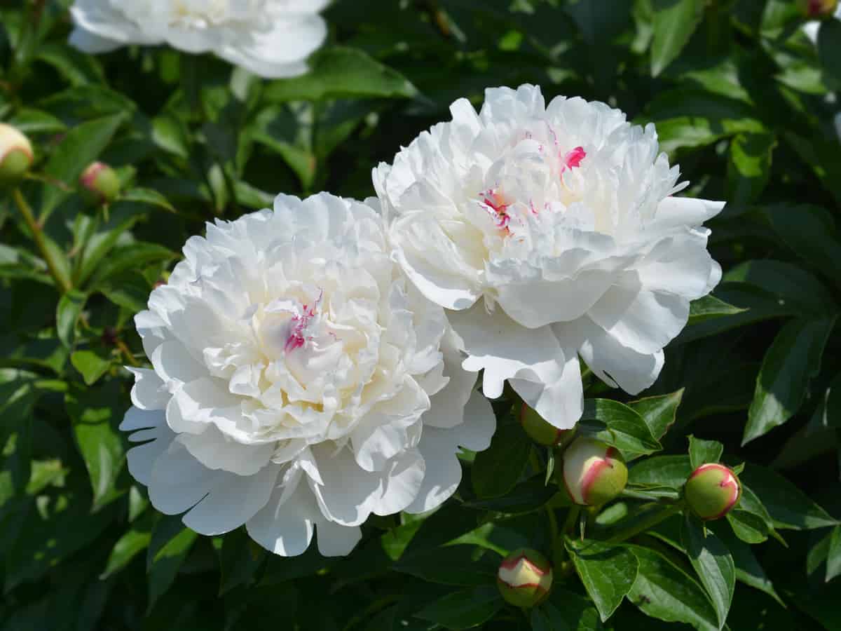 the Chinese peony is a perennial with a fantastic scent