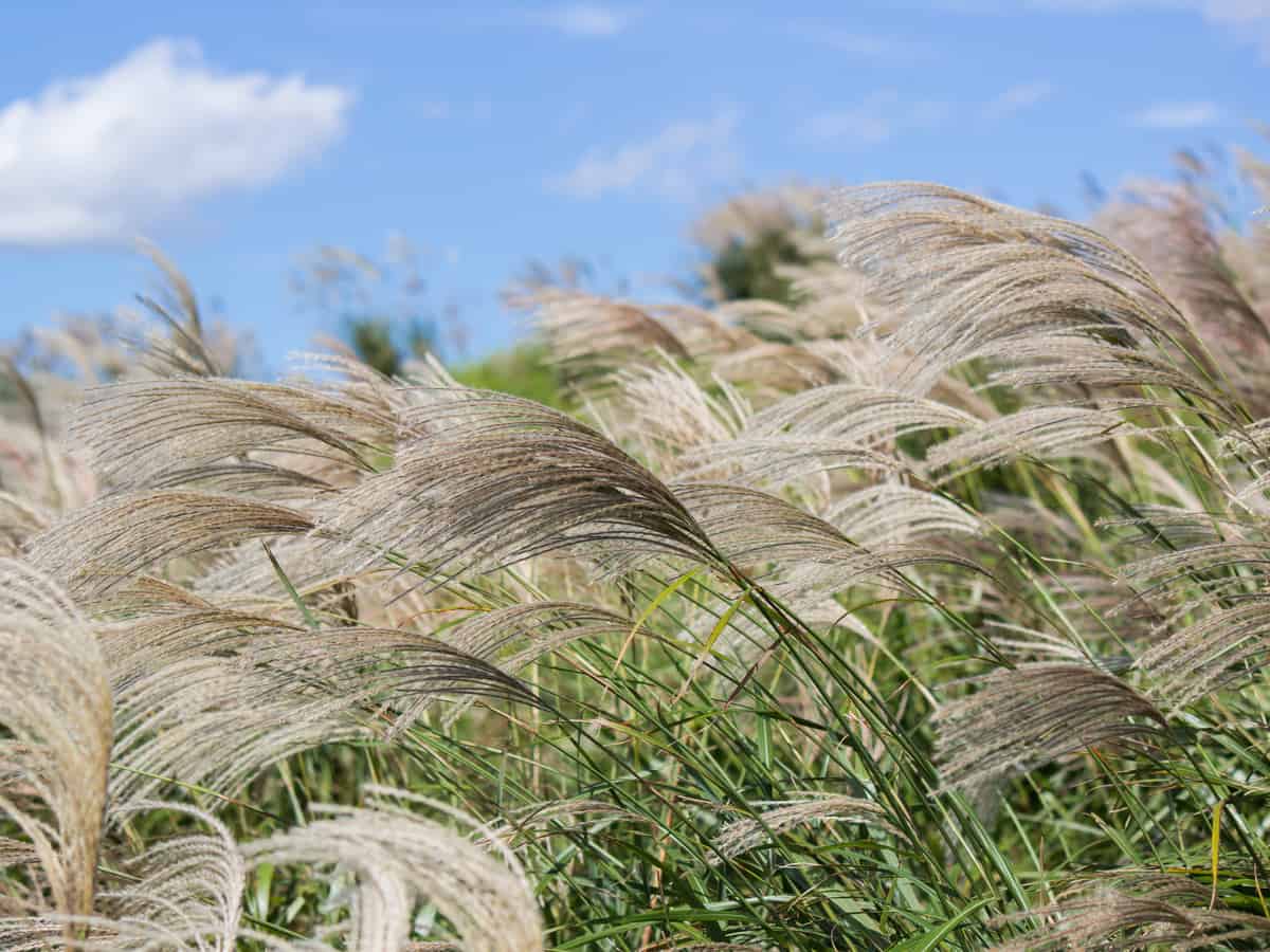 Chinese silver grass can get out of control if you don't divide it regularly