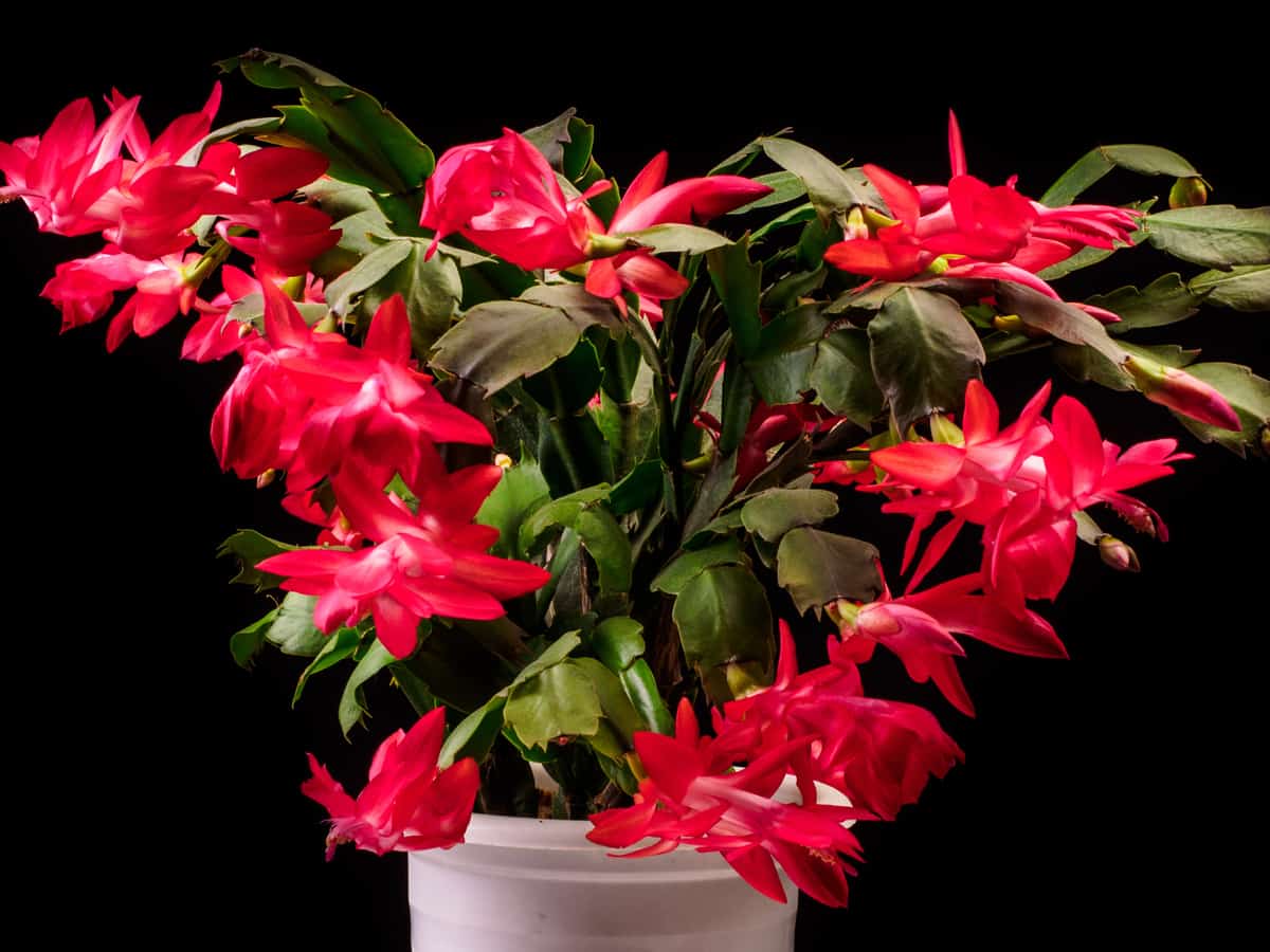 Christmas cactus requires very little maintenance