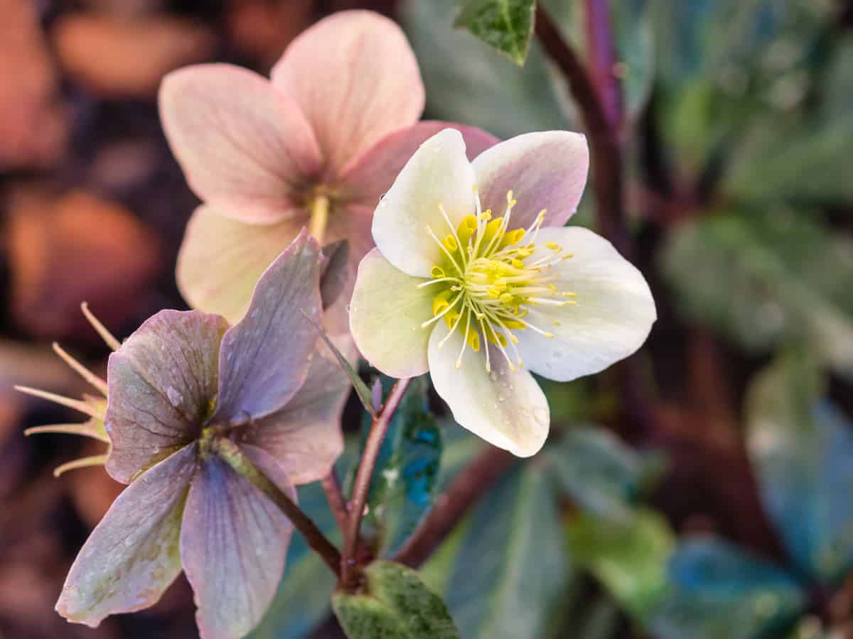 the Christmas rose is a shade-loving perennial that is happy in a pot