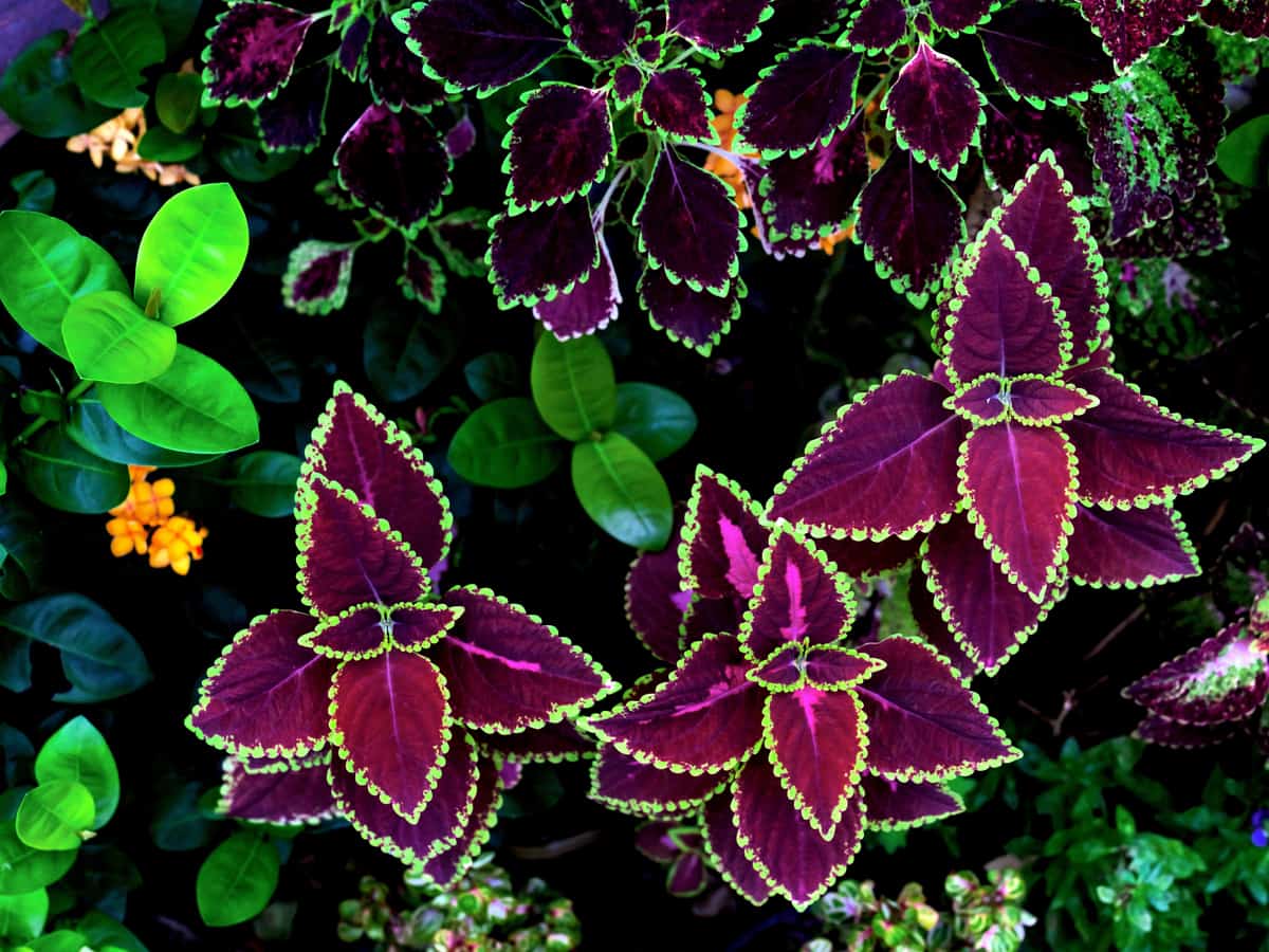 for spectacular shade flowers for pots, grow coleus for year round interest