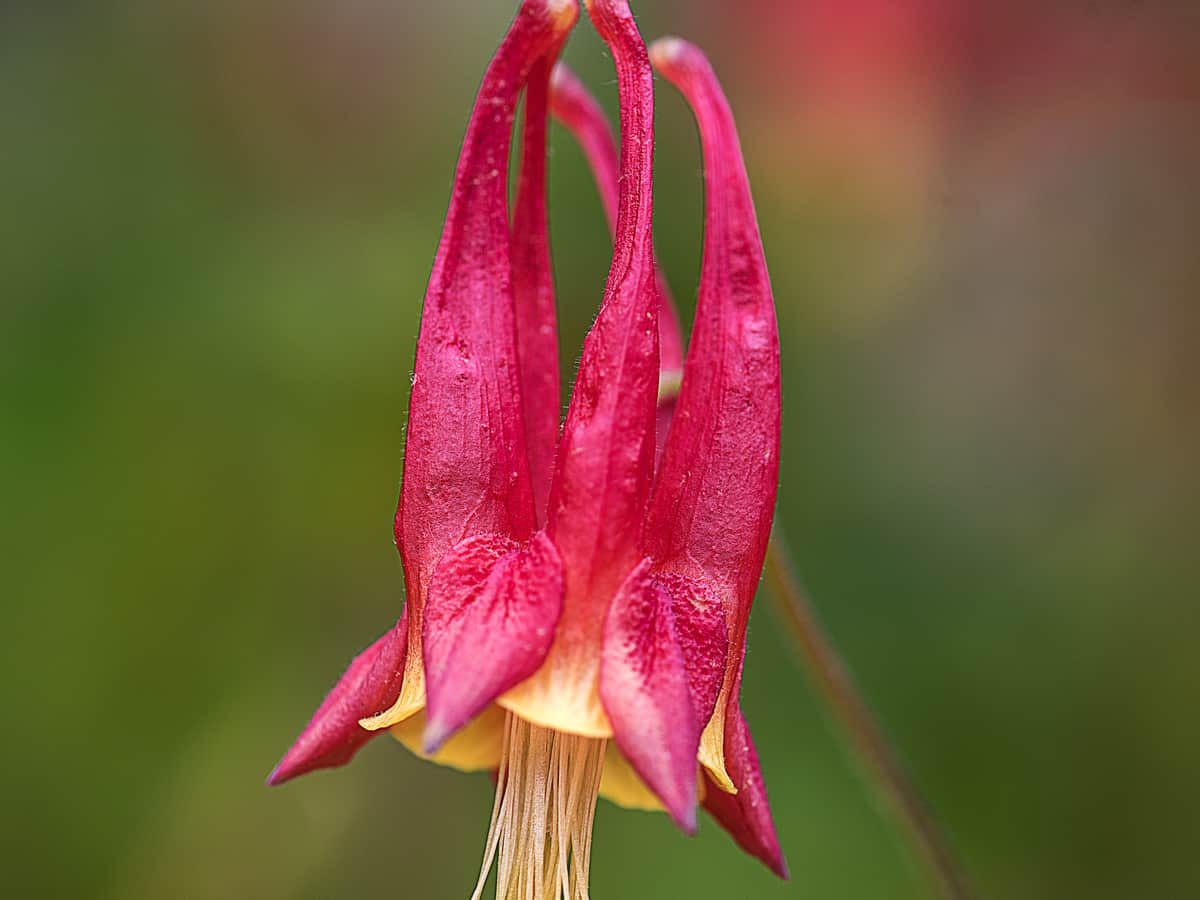 the dainty columbine is a lovely shade flower