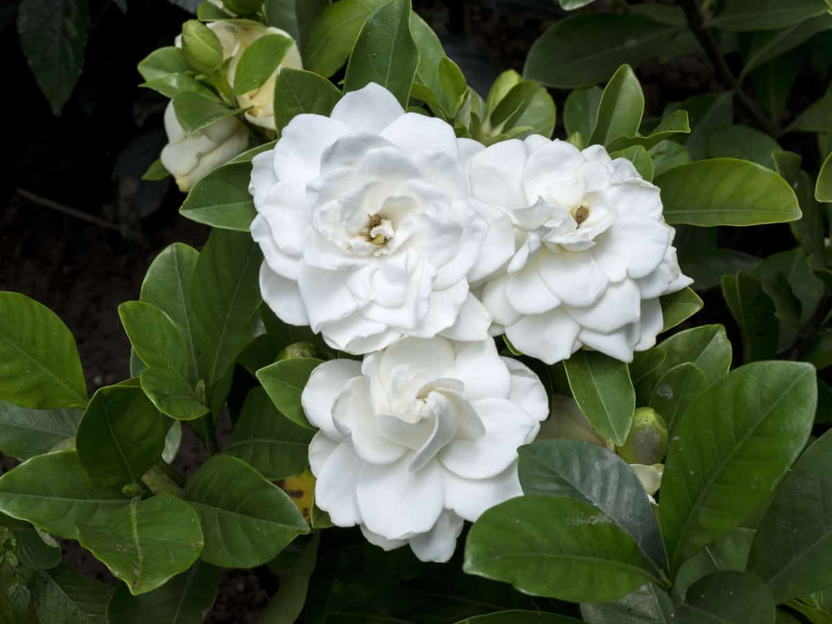 the common gardenia is high maintenance