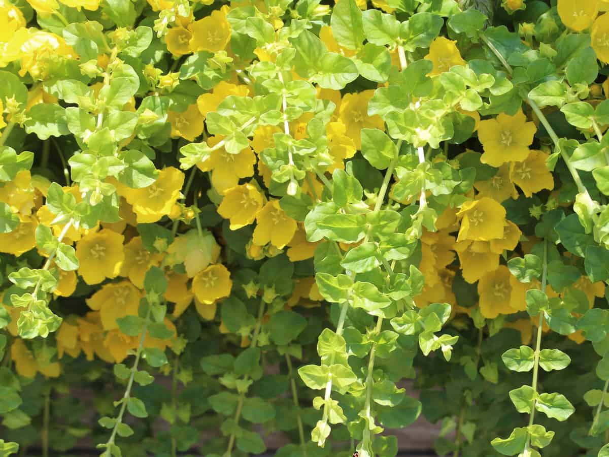 enjoy the beautiful yellow leaves of the creeping Jenny