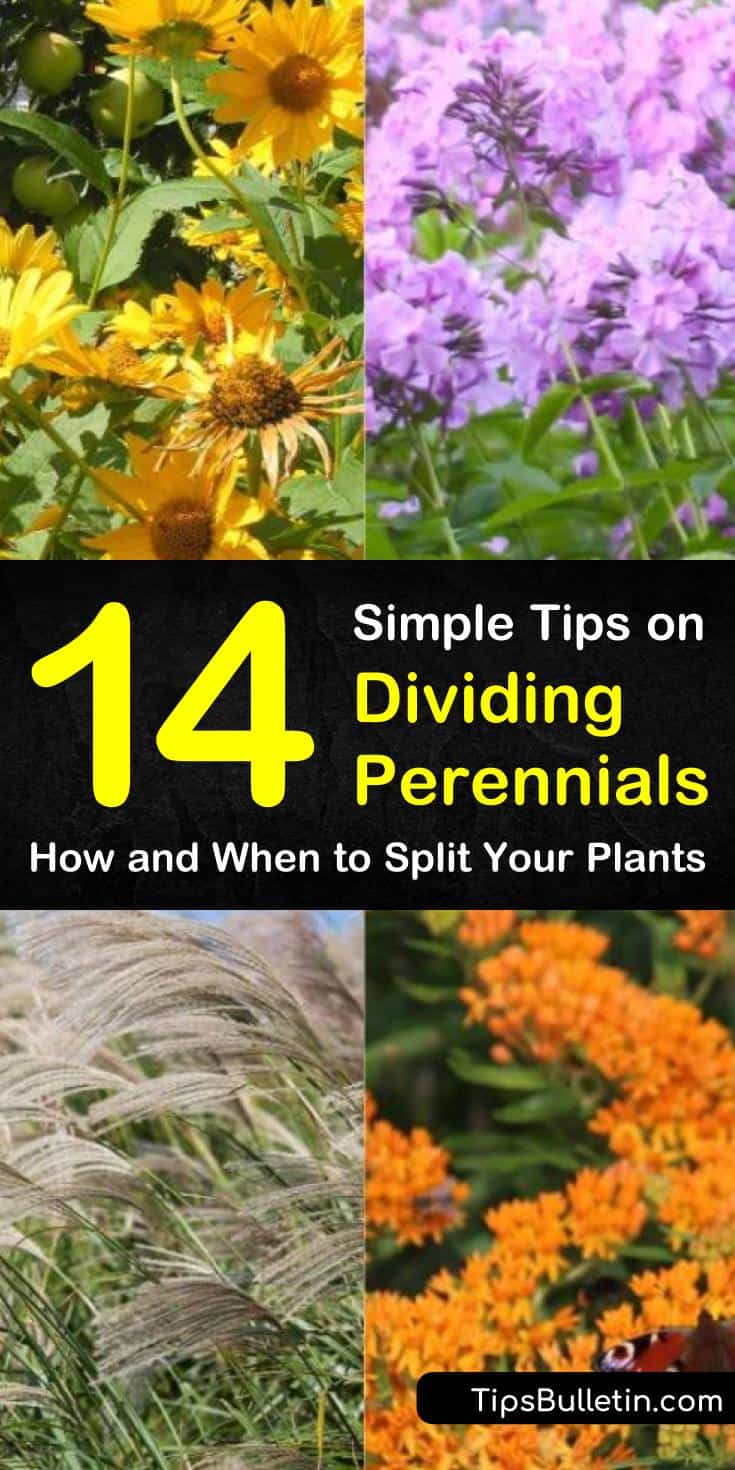 Find out which plants are the best dividing perennials with our guide. We show you which residents of your flower gardens and yards can go from seeds in the spring to division in fall. Your perennials will thank you. #dividing #perennials #plants