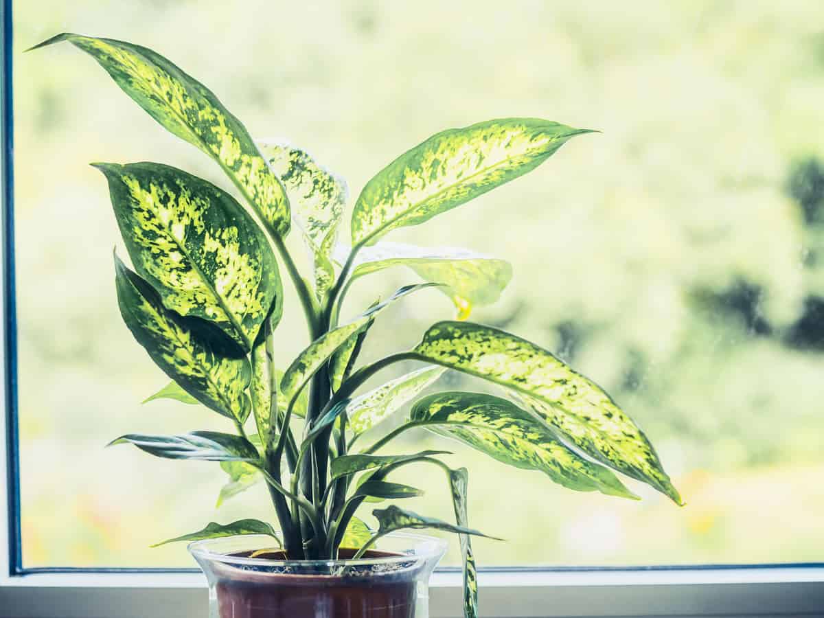 dumb cane works best as an indoor plant