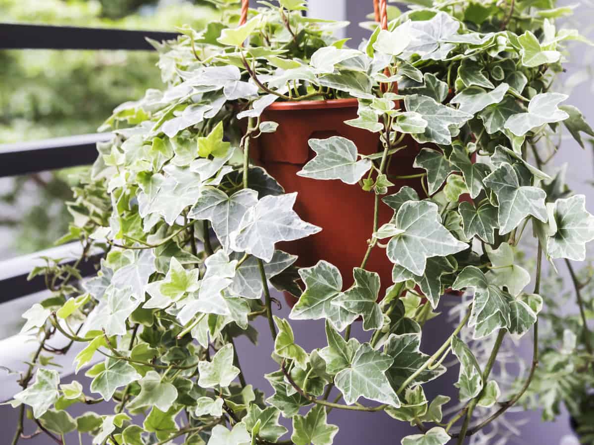 English ivy is hard to kill, whether indoors or out