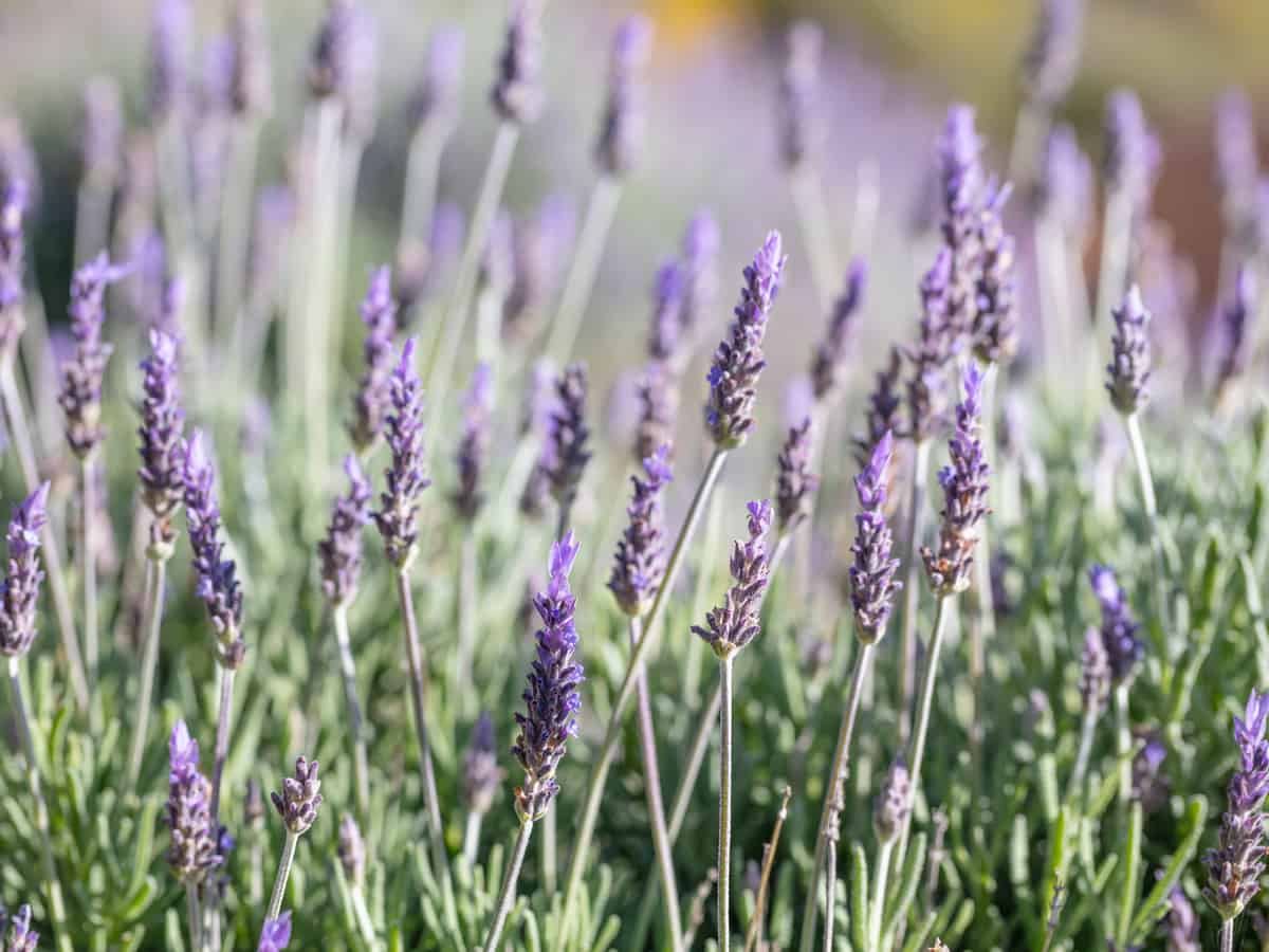 the scent of English lavender repels mosquitoes