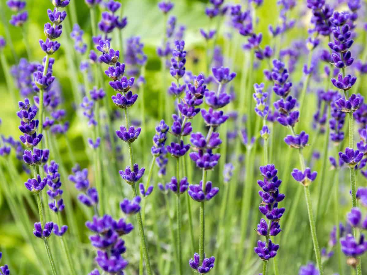 English lavender is an herb with lovely flowers and fragrance