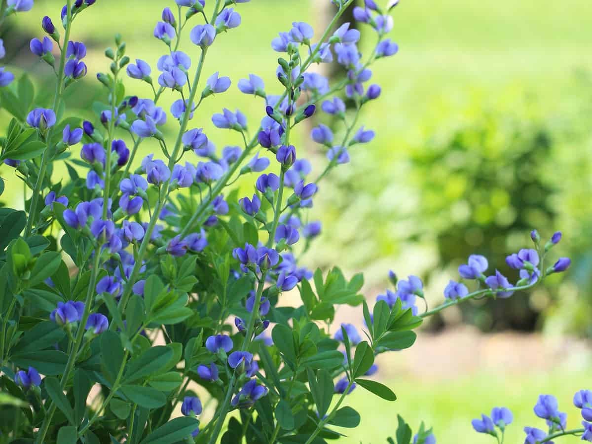 false indigo is very low maintenance