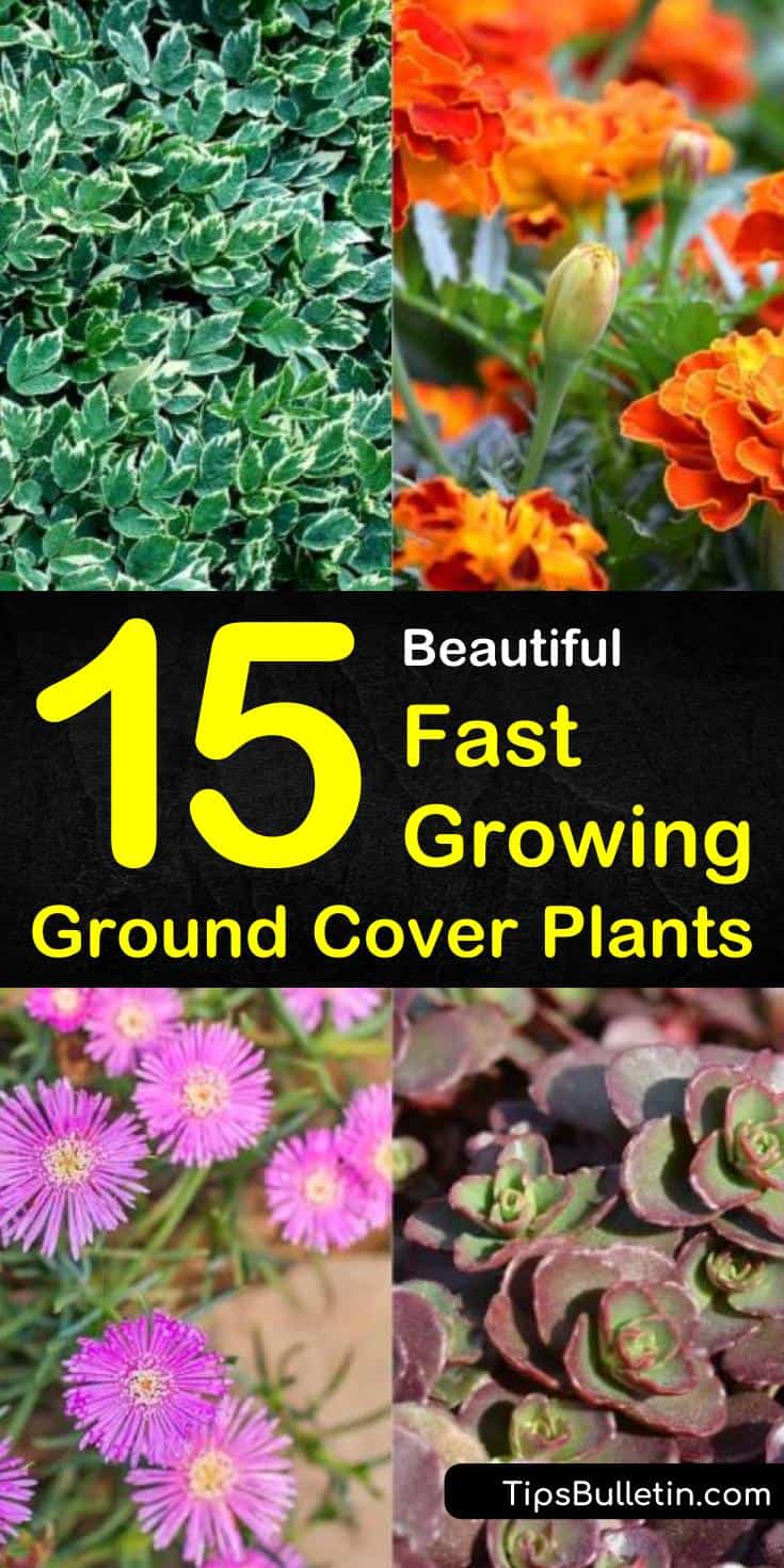 Learn which fast growing ground cover plants are perfect between stepping stones or paired with ornamental grasses. Discover rapid growing evergreen shrubs with pink, purple, or yellow flowers. Try these amazing quick spreading ground cover plants in your backyard. #fastgrowing #groundcover #plants