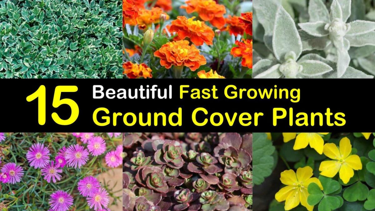 Fast Growing Ground Cover Plants, How To Get Rid Of Ground Cover Plants