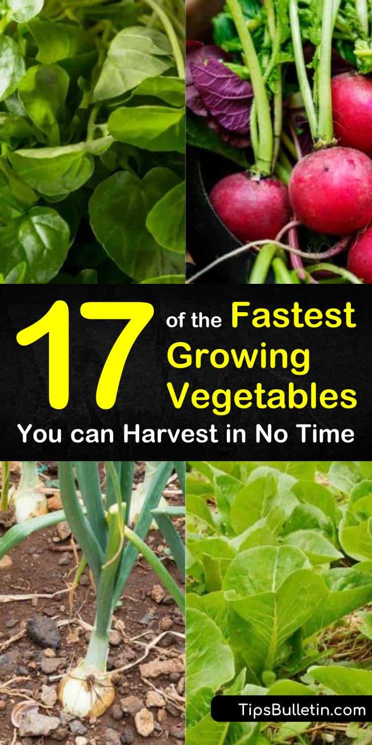 Discover the fastest growing vegetables for your gardens at home with our guide. We show you how to grow veggies from seeds and give you some top-notch organic gardening tips. Your tomato plants and other garden residents will have some new best friends next spring! #fastgrowing #vegetables #garden