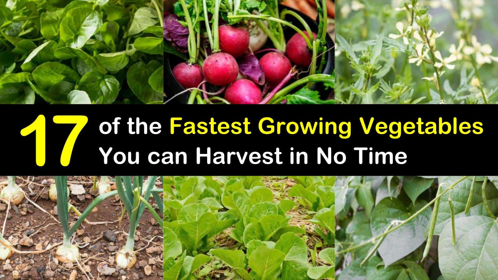 fastest growing vegetables titleimg1