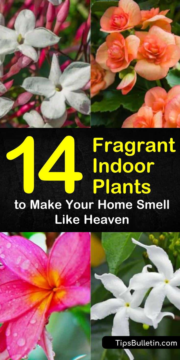 Discover how to grow fragrant indoor plants that will keep your home looking and smelling beautiful. Our guide shows you the best perennials and houseplants to grow in pots from seeds or bulbs and gives you low light garden ideas for houseplant heaven. #indoorplants #fragrant #houseplants